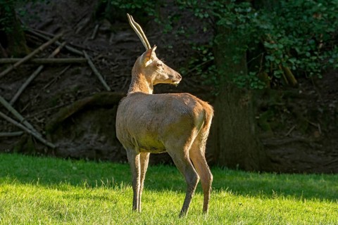 Juvenile red deer (Cervus elaphus), standing after a mud bath, wallow, on a meadow in a forest