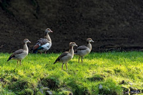 Greylag geese (Anser anser) on a pond bank at the edge of a forest, evening light, Vogelsberg,