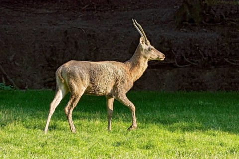 Juvenile red deer (Cervus elaphus), running after mud bath, wallow, in a meadow of a forest