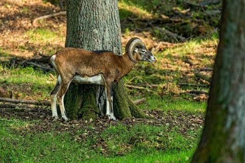 European mouflon (Ovis gmelini musimon) in the forest, evening light, Vogelsberg, Büdingen Wildlife