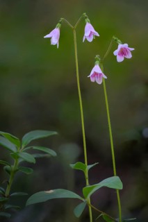 Moss bell (Linnea borealis L.) with green foliage in natural environment, HossaJuuma, Rukatunturi,