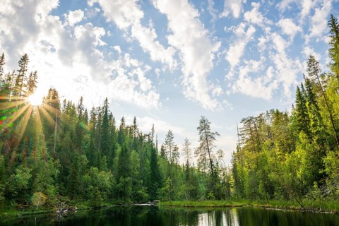 Idyllic forest landscape with calm lake surrounded by tall trees under a blue, slightly cloudy sky,