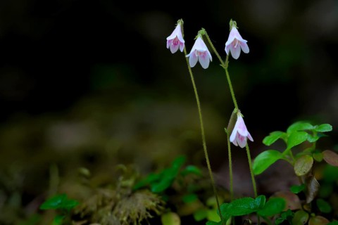 Pink-coloured moss bell (Linnea borealis L.) with green foliage in natural surroundings, standing