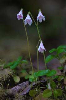 Pink-coloured moss bell (Linnea borealis L.) with green foliage in natural surroundings, standing
