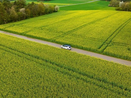 White car drives on a long road through extensive yellow fields in quiet surroundings, ID3 VW, deer