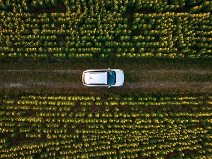 Aerial view of a car on a path through an ordered sunflower field, VW ID4 electric car, Deer