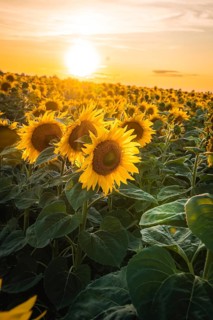 Blooming sunflower field under a golden sunset sky, VW ID4 electric car, deer car sharing, Calw,