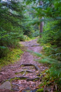 A shady path leads through a lush green forest, Unterhaugstett, Calw district, Germany