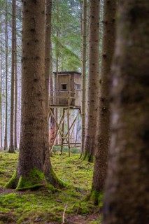 A raised seat stands in the middle of a quiet, moss-covered forest, Unterhaugstett, Calw district,