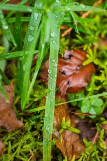 Dew drops on blades of grass and leaves in a wooded area, Unterhaugstett, Calw district, Germany