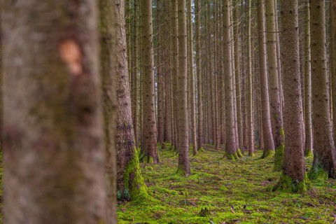 Deep perspective of a forest with tall trees and moss soil, Unterhaugstett, Calw district, Germany