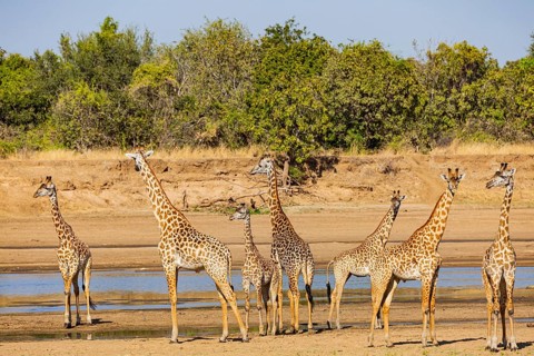 Thornicroft giraffe (Giraffa camelopardalis thornicrofti) crossing the Luangwa River Zambia August