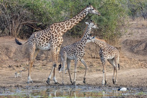 Thornicroft giraffe (Giraffa camelopardalis thornicrofti) lungwa river valley Zamia August