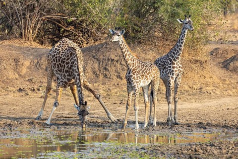 Thornicroft's Giraffe (Giraffa camelopardalis thornicrofti) lungwa River valley Zamia August