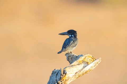 Giant kingfisher (Alcedo atthis) Zambia August