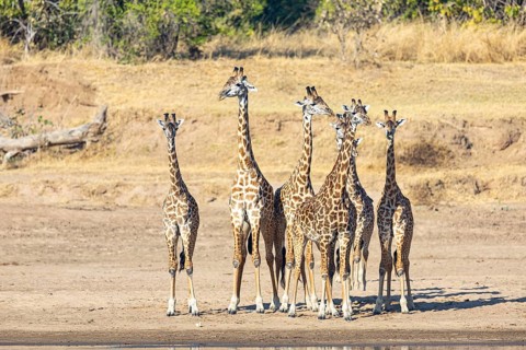 Thornicroft's Giraffe (Giraffa camelopardalis thornicrofti) Luangwa River valley Zambia August