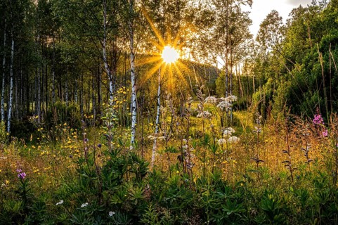 A peaceful forest in summer illuminated by the warm rays of the setting sun, Östana, Värmland,