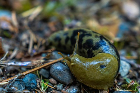 Close up of a spotted banana slug navigating the damp forest floor, showcasing its vibrant yellow