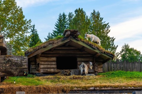 Two goats are standing near a small wooden hut with a green roof, one goat grazing on the roof and