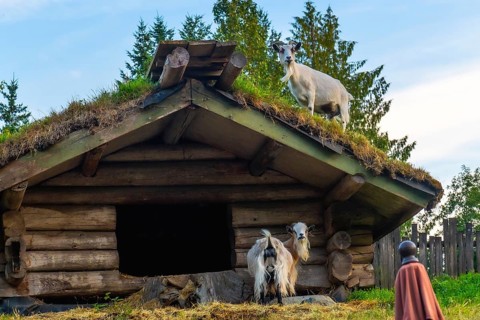Domestic goats explore a traditional sod roofed wooden structure in qualicum beach, vancouver