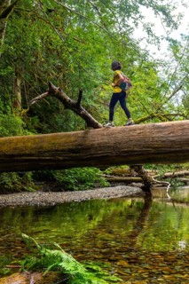 Female hiker carefully crossing a river by balancing on a fallen tree trunk in a lush green forest,