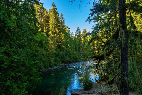 Sunlight filtering through the canopy illuminates the clear turquoise waters of englishman river,