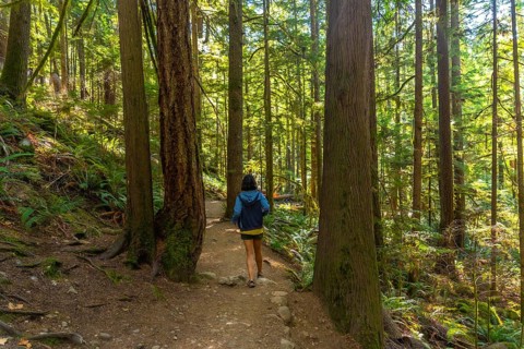 Tourist walking along a lush forest trail in englishman river falls provincial park on vancouver