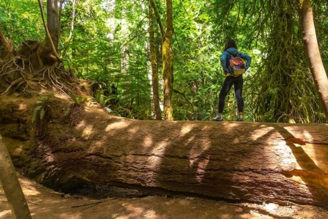 Female hiker standing on a massive fallen tree trunk. Admiring the towering trees and lush greenery