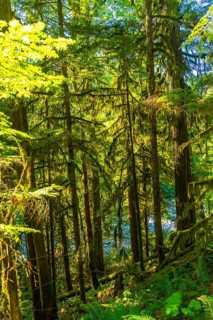 Sunlight filtering through the dense forest canopy illuminates moss covered trees and ferns along