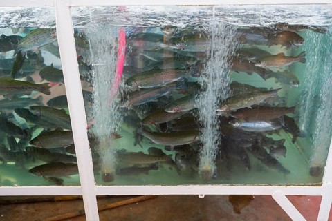 A fish-filled aquarium with sparkling water, Akhaltsikhe market, Akhaltsikhe, Samtskhe-Javakheti