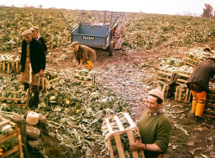 Male farm workers working in field harvesting a crop of cauliflowers, Cornwall, England, UK c 1960