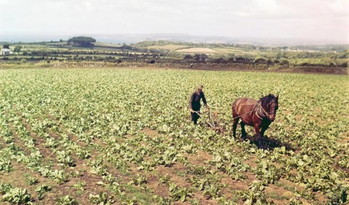 Farmer and horse working in field of vegetables, Cornwall, England, Uk c 1960