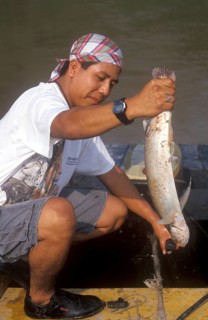 Man keeps a predatory fish caught in the Amazon, near Iquitos, Peru, South America, September 1997,
