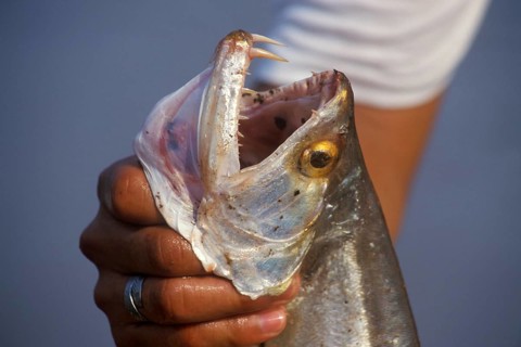 Man keeps a predatory fish caught in the Amazon, near Iquitos, Peru, South America, September 1997,