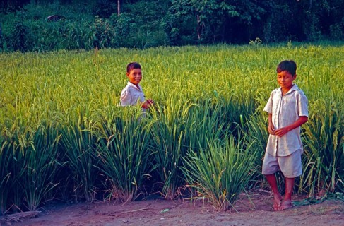 Boys in a cornfield near Iquitos, Peru, South America, September 1997, vintage, retro, old,