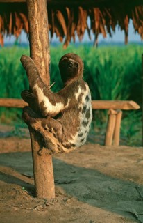 Sloth in a private zoo near Iquitos, Amazon basin, Peru, South America, September 1997, vintage,