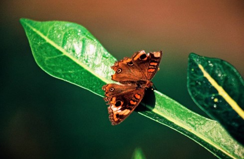 Butterfly near Iquitos, Amazon region, Peru, South America, September 1997, vintage, retro, old,