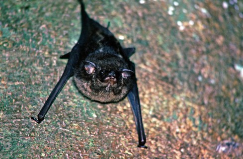 Bat, Amazon region near Iquitos, Peru, South America, September 1997, vintage, retro, old, historic