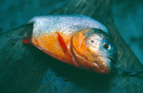 Dead piranha, Amazon region near Iquitos, Peru, South America, September 1997, vintage, retro, old,