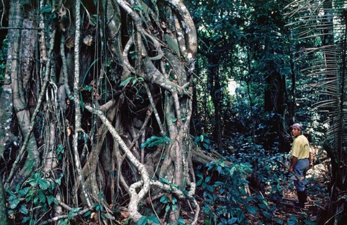 Roots, jungle, man, Amazon region near Iquitos, Peru, South America, September 1997, vintage,