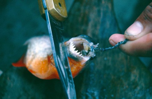 A piranha caught at Iquitos shows his teeth, Amazon region, Peru, South America, September 1997,