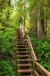 Wooden staircase winding its way up through a vibrant rainforest, showcasing the natural beauty and