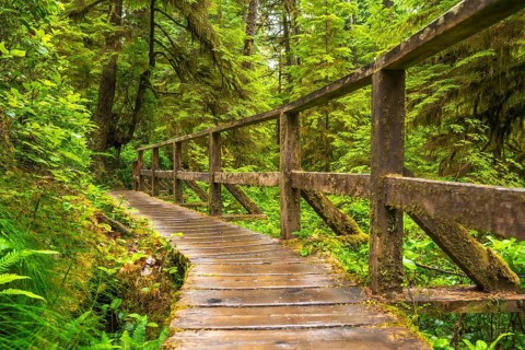 Winding wooden path meanders through the lush green rainforest of ucluelet, british columbia,