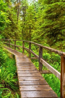Winding through a vibrant green rainforest in ucluelet, a wet wooden boardwalk highlights the
