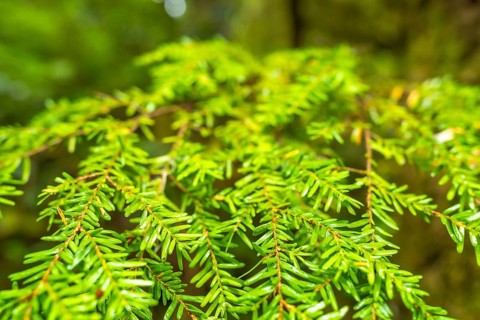 Close up of western hemlock branches displaying vibrant green needles, capturing the essence of a