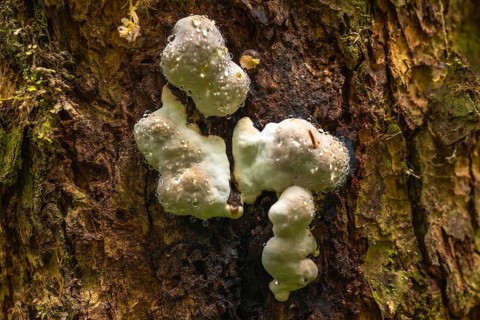 Close up of white mushrooms with water droplets growing on the textured bark of a tree trunk in a