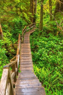 Wooden hiking trail winding its way through a vibrant rainforest in ucluelet, on vancouver island,