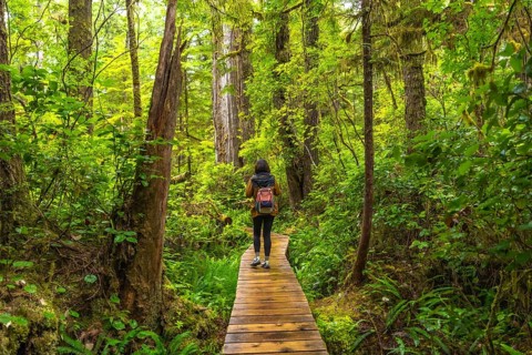 Female tourist with a backpack walking along a wooden path, immersing in the lush greenery of a