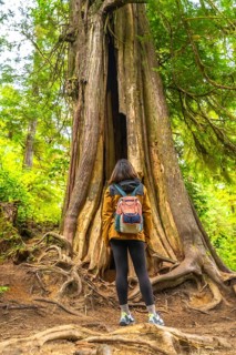 Female hiker with a backpack stands at the base of a massive, hollowed out cedar tree, marveling at