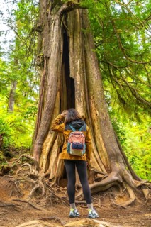 Tourist admiring a giant cedar tree with exposed roots along a rainforest trail in ucluelet,